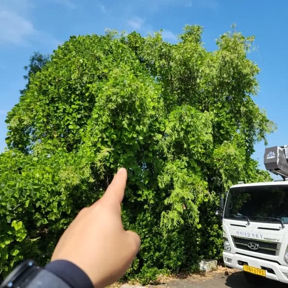회사내 키큰나무자르기 벌목전문 업체 서대문구 시공 사진 47