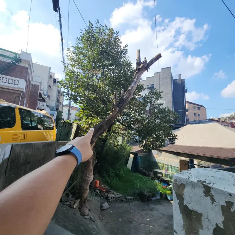 가정집 나무한그루 벌목업체 가지정리 군포시 시공 사진 64